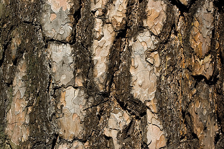 松树皮森林脆皮软木木材材料宏观树干果皮树木松树图片
