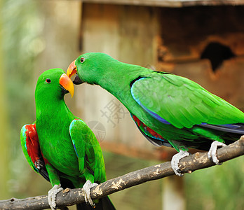 逗趣绿色鹦鹉自然折衷主义者高清图片