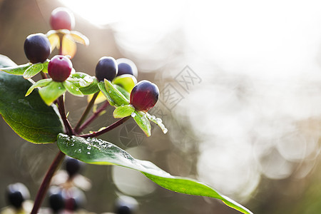 秋季贝里雅浆果背景红色园艺植物紫色树叶植物学背景图片