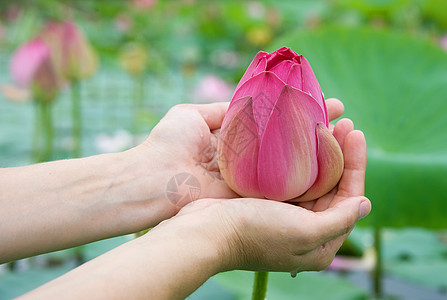 莲花花池塘场景叶子花园植物学手掌花瓣粉色环境季节图片