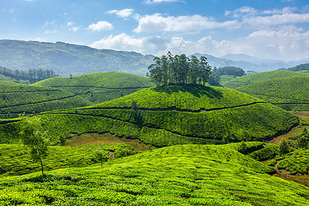 茶叶种植园山脉生育力天空叶子衬套风景场景高地农作物茶园图片