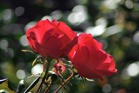 两朵红玫瑰叶子夫妻天鹅绒植物展示礼物绿色红色美丽花园图片