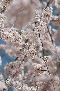 春天开花花园植物群太阳天空樱花文化晴天季节蓝色美丽图片