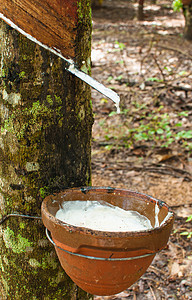 将橡树的乳胶从橡胶树上抽取热带农场树干松紧带森林木材树液丛林植物群牛奶图片