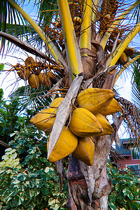 棕榈上的椰子旅行手掌绿色水果分支机构雨林热带背景图片