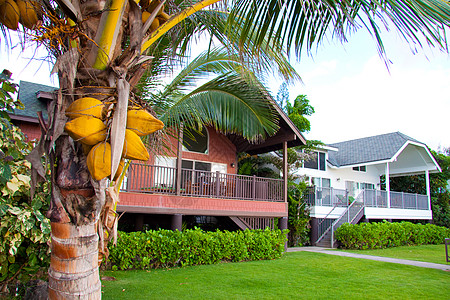 棕榈上的椰子水果绿色雨林热带手掌分支机构旅行背景图片
