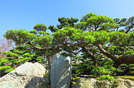 中国菜园园林植物绿色植物植物学绿化喷泉反射花园冥想照片图片