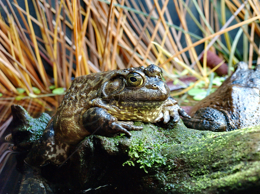 大青蛙在自然环境中的自然环境沼泽森林蟾蜍池塘荒野环境日志动物眼睛野生动物图片
