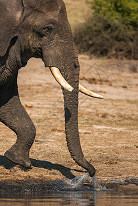 大象饮酒力量野生动物家公园公园鼻子旅游树干衬套耳朵獠牙图片