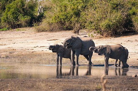 一群大象饮酒公园野生动物衬套哺乳动物旅游荒野动物树干团体卷曲图片