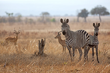 非洲斑马栖息地植物群公园自然保护区野生动物平原荒野动物群食草黄色图片
