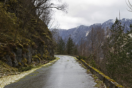 农村地貌的径长道路苔藓桦木风景石头森林水平岩石乡村针叶树图片