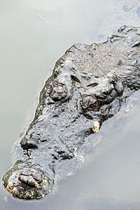 大成年咸水鳄鱼 在平静的水中 紧闭捕食者猎人反射野生动物动物池塘危险食肉眼睛旅行图片