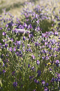 紫色毒蛇的臭虫植物植物学草本植物季节毛质植物群场地荒野牛奶野花图片