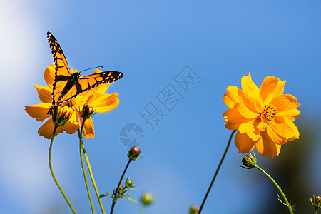 秋天将大雄蝴蝶迁移出去昆虫自然帝王蝶花园黑色颜色宏观翼展变化翅膀图片