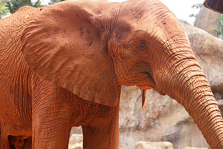 非洲大象獠牙象牙荒野旅行衬套哺乳动物动物园濒危旅游耳朵图片
