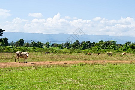 草地里的牛牛奶家畜乳房畜牧业环境哺乳动物牧场天空奶制品动物图片