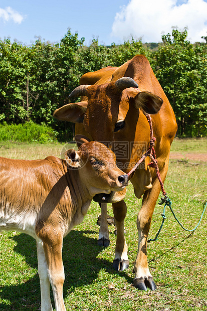草地里的牛配种环境天空农场奶制品村庄草本植物牛奶奶牛哺乳动物图片