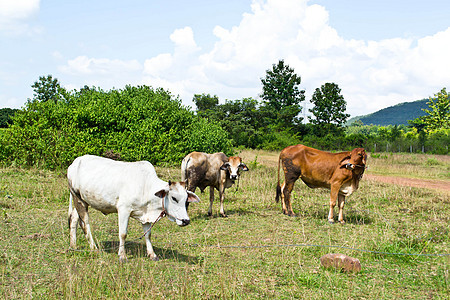 草地里的牛农田蓝色牧场动物畜牧业奶牛奶制品农村经济小牛图片