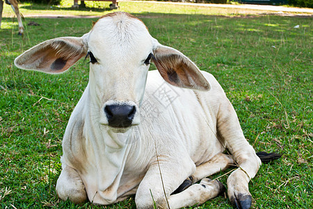 草地里的牛草本植物草原奶制品奶牛乳房农村牧场场地牛奶家畜图片