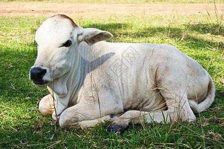 草地里的牛农场草本植物哺乳动物畜牧业母牛村庄配种牧场牛肉天空图片