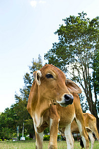 草地里的牛哺乳动物环境农场奶制品农田乳房奶牛牛奶天空场地图片