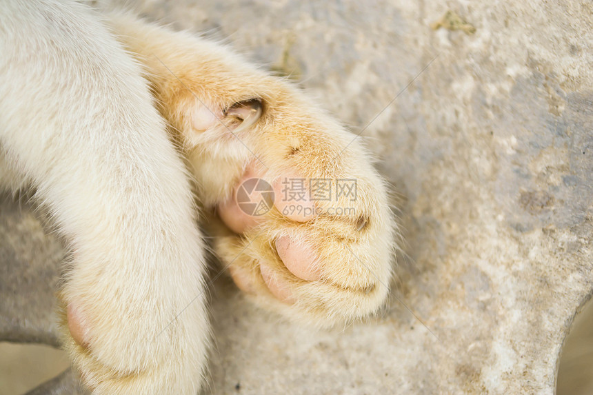 猫脚动物鼻子哺乳动物猫咪猫科毛皮软垫宠物小猫晶须图片