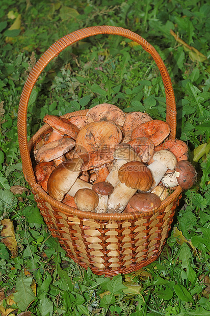 蘑菇白色食物乳菇美味绿色棕色篮子乡村柳条图片