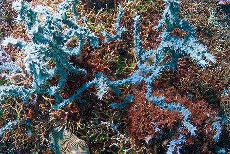 海浪礁石巴厘的水下珊瑚 鱼类和植物海藻海星世界海洋潜水员野生动物水族馆海浪星星浮潜背景