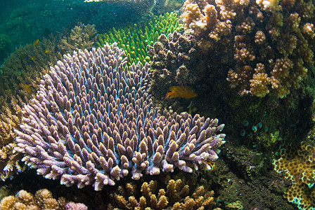 巴厘的水下珊瑚 鱼类和植物海洋情调呼吸管蓝色世界野生动物热带海星荒野海浪图片