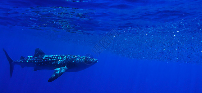 捕鲸鲨鱼喂养潜水员蓝色游泳浮潜者鲸鲨潜水公海动物旅行海洋图片