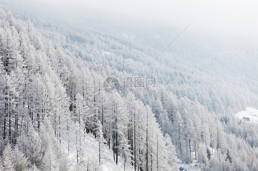 积雪中的森林环境季节阳光降雪公园高地旅行照明木头蓝色图片