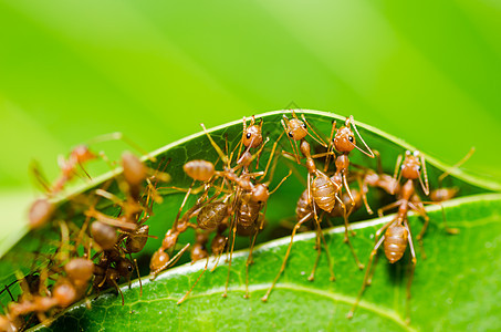 红色 ant 团队合作力量宏观叶子森林漏洞丛林昆虫工人图片