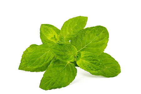 白上孤立的薄荷叶叶食物白色药品草本植物香味味道芳香蔬菜绿色呼吸图片