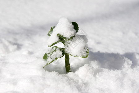 雪发芽新生活生长植物群宏观繁荣植物生活灌木丛叶子美女种子背景