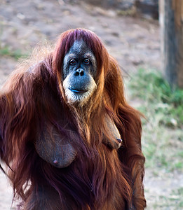 奥兰古塔大副动物园男性野生动物猩猩女性背景图片