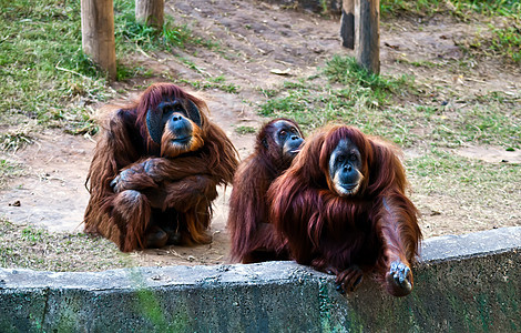 奥朗古塔人猩猩大副男性家庭女性野生动物动物园背景图片