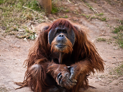 奥兰古塔大副女性猩猩男性动物园野生动物背景图片