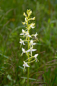 野兰花农村野花白色植物野生动物梧桐花瓣植物群荒野双叶图片