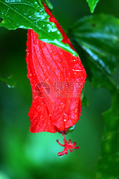 波多黎各雨林花图片