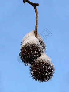 白兰地种子上的雪图片