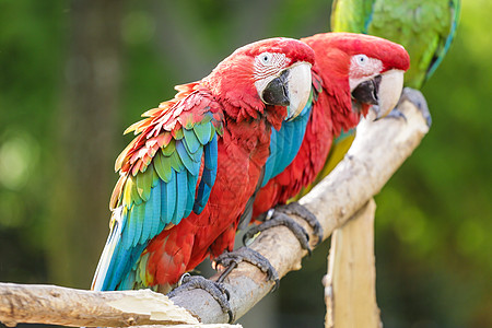 红色和蓝色金刚鹦鹉荒野野生动物动物白色绿色账单图片