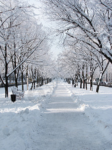 冬季白天的街道雪堆大街小路自然长椅树木公园白色季节分支机构图片