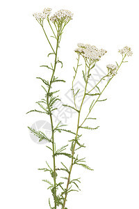 亚甲二烯叶子白色植物草药植物群草本植物野花花序图片