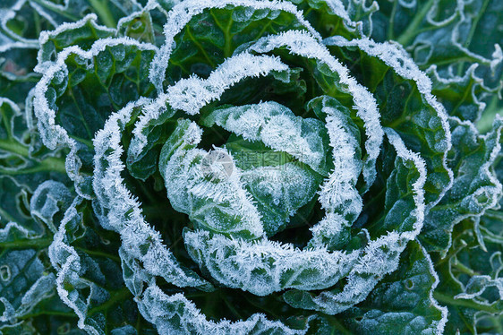 布鲁塞尔芽的Frost图片