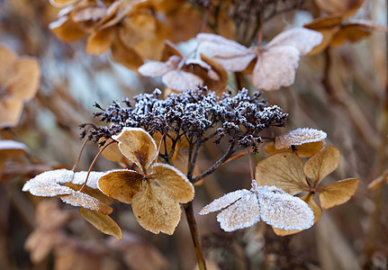 Hydrangea上的冰霜背景图片