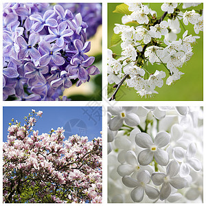 与春花汇合宏观收藏植物正方形白色天空拼贴画玉兰紫色花园图片
