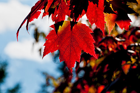 红色树叶 背光照亮图片