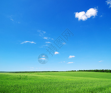 绿绿地草地晴天农场国家天气阳光远景太阳场地场景图片