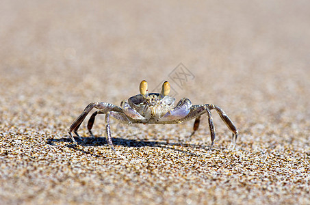螃蟹栖息地生物沿海生态野生动物海洋海岸动物甲壳警报图片